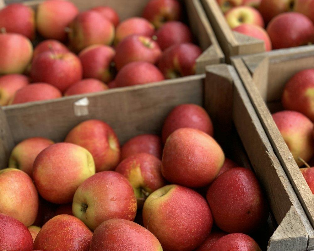 Cortland apples on a branch after the frost